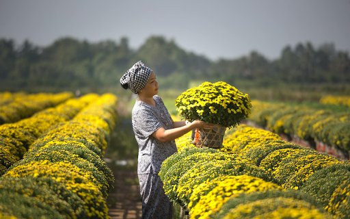 Yellow Chrysanthemum Garden  from Chrome web store to be run with OffiDocs Chromium online