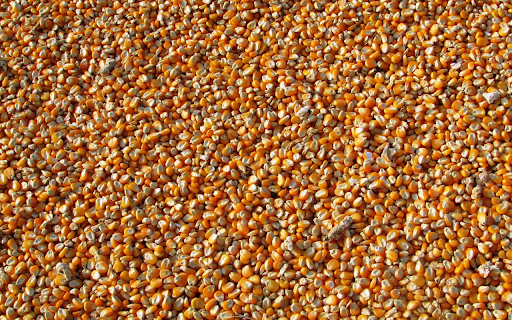 Yellow corn kernels  from Chrome web store to be run with OffiDocs Chromium online