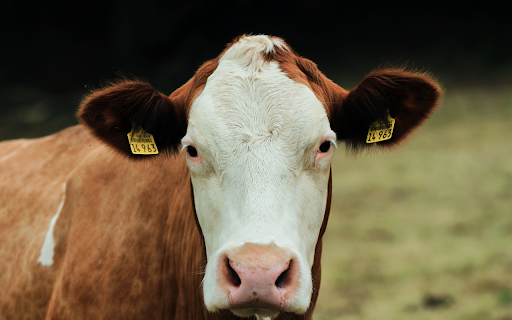 Yellow cow with white face  from Chrome web store to be run with OffiDocs Chromium online