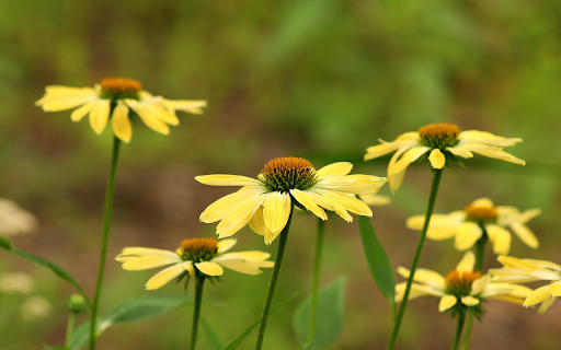 yellow daisy  from Chrome web store to be run with OffiDocs Chromium online