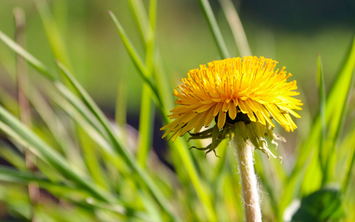 Yellow Dandelion  from Chrome web store to be run with OffiDocs Chromium online