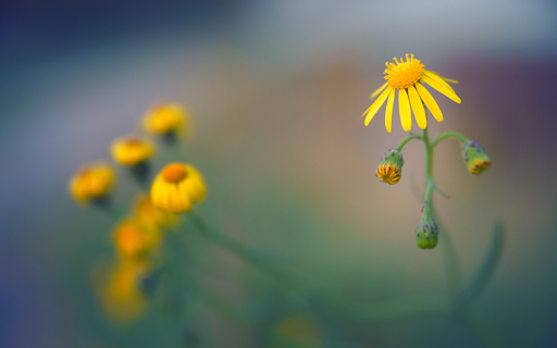 Yellow dandelion flower  from Chrome web store to be run with OffiDocs Chromium online