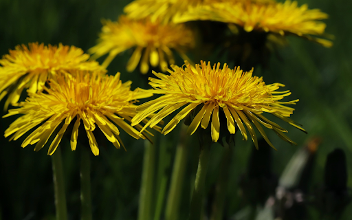 Yellow Dandelion Flowers  from Chrome web store to be run with OffiDocs Chromium online