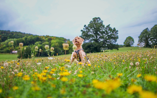 Yellow dog jumping around  from Chrome web store to be run with OffiDocs Chromium online