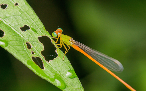 Yellow Dragonfly  from Chrome web store to be run with OffiDocs Chromium online