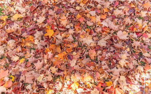 Yellow dry autumn leaves  from Chrome web store to be run with OffiDocs Chromium online