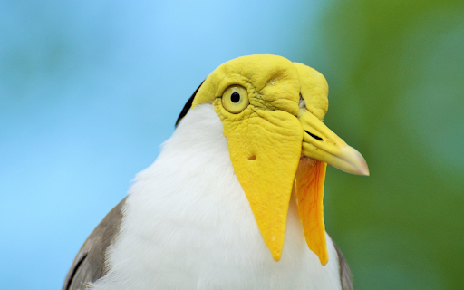 Yellow faced bird  from Chrome web store to be run with OffiDocs Chromium online
