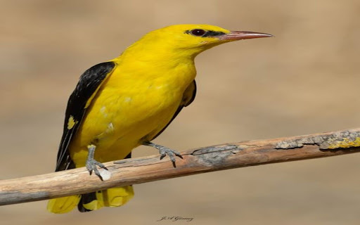 yellow feather bird wallpaper  from Chrome web store to be run with OffiDocs Chromium online