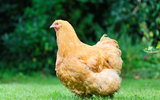 Yellow feathered hen  from Chrome web store to be run with OffiDocs Chromium online