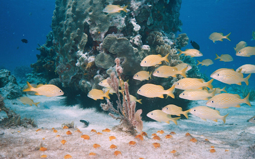 Yellow Fishes on Water  from Chrome web store to be run with OffiDocs Chromium online
