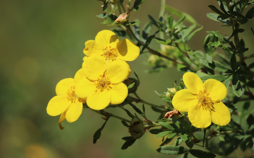 Yellow five petaled flowers  from Chrome web store to be run with OffiDocs Chromium online