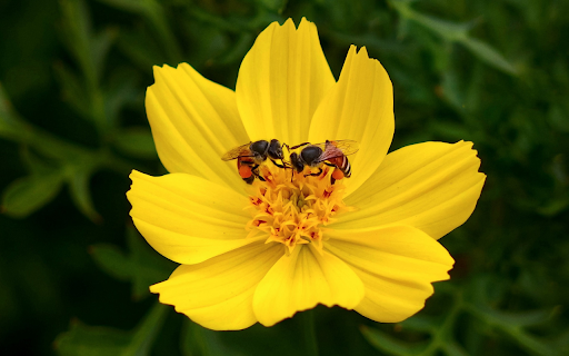 Yellow flower and two bees  from Chrome web store to be run with OffiDocs Chromium online