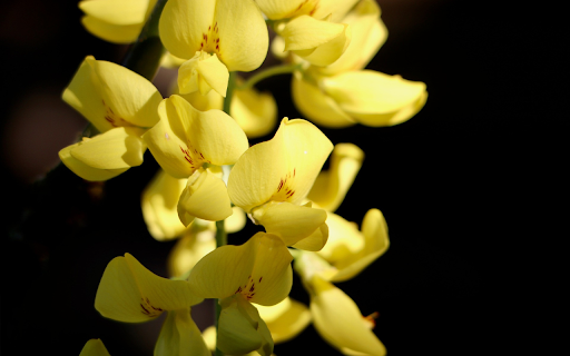 Yellow Flower Branch  from Chrome web store to be run with OffiDocs Chromium online