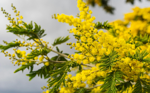 Yellow flower branch in the wind  from Chrome web store to be run with OffiDocs Chromium online