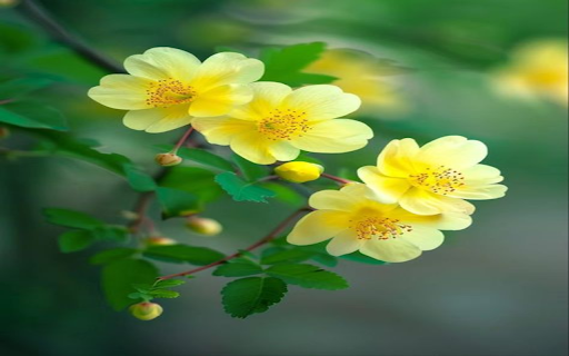 yellow flower branch wallpaper  from Chrome web store to be run with OffiDocs Chromium online
