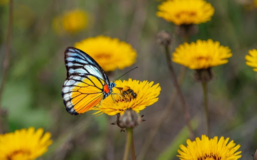 YELLOW FLOWER BUTTERFLY Theme  from Chrome web store to be run with OffiDocs Chromium online