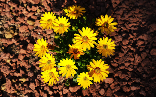 Yellow flower cluster  from Chrome web store to be run with OffiDocs Chromium online