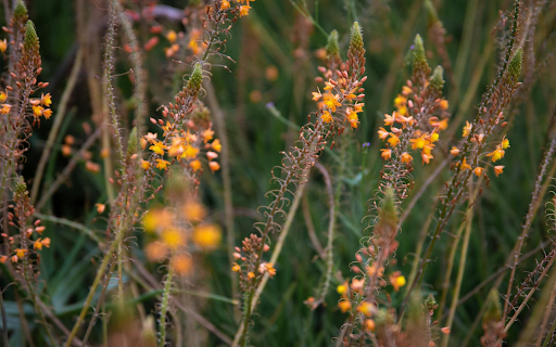 Yellow flower garden  from Chrome web store to be run with OffiDocs Chromium online