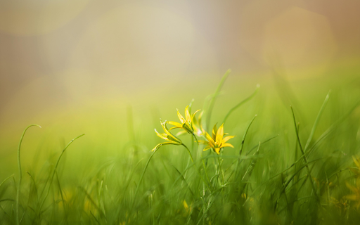 Yellow flower lawn  from Chrome web store to be run with OffiDocs Chromium online