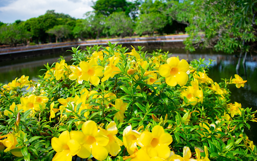 yellow flower pot  from Chrome web store to be run with OffiDocs Chromium online