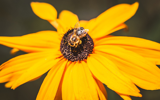 Yellow flowers and bees  from Chrome web store to be run with OffiDocs Chromium online