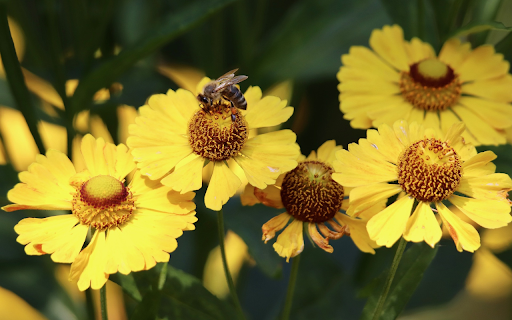 Yellow flowers and hardworking bees  from Chrome web store to be run with OffiDocs Chromium online