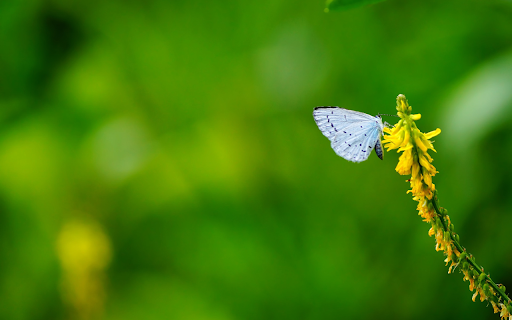 Yellow flowers and white butterflies  from Chrome web store to be run with OffiDocs Chromium online
