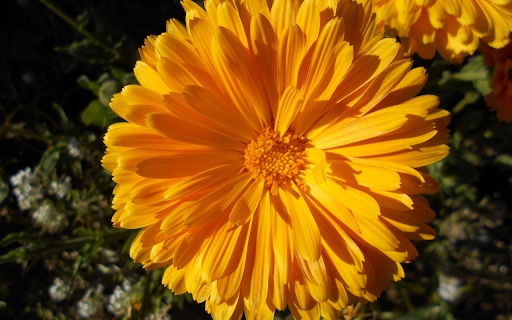 Yellow Flowers in the Sun  from Chrome web store to be run with OffiDocs Chromium online
