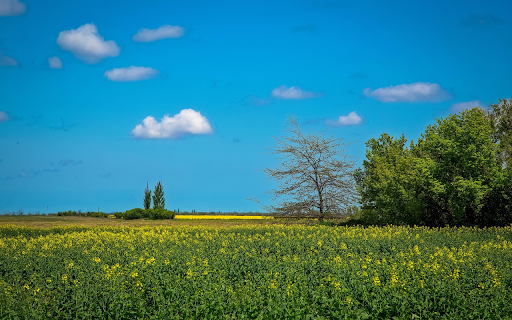 Yellow flowers on green fields  from Chrome web store to be run with OffiDocs Chromium online