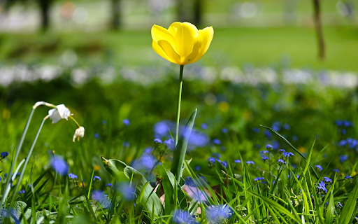 Yellow Flowers on Green Grass  from Chrome web store to be run with OffiDocs Chromium online