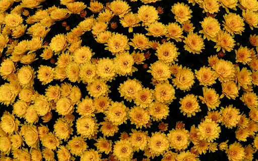 YELLOW FLOWERS Theme  from Chrome web store to be run with OffiDocs Chromium online