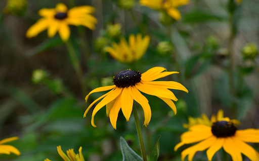 Yellow flowers with black stamens  from Chrome web store to be run with OffiDocs Chromium online