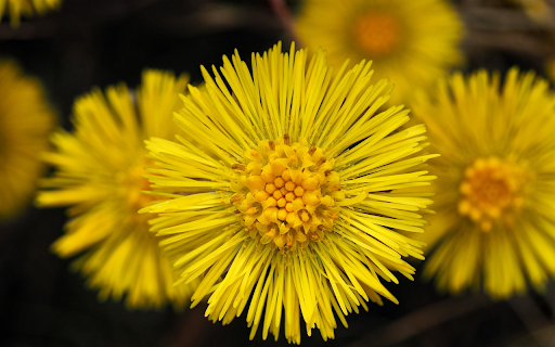 Yellow Flowers with Small Petals  from Chrome web store to be run with OffiDocs Chromium online