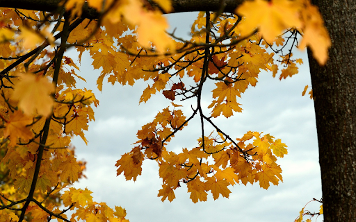 Yellow foliage  from Chrome web store to be run with OffiDocs Chromium online