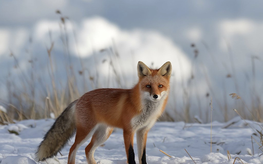Yellow fox in the middle of winter  from Chrome web store to be run with OffiDocs Chromium online