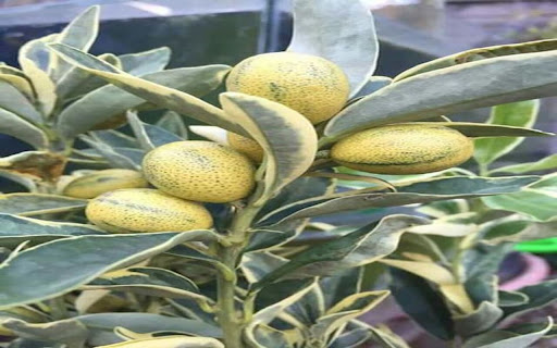 yellow fruit tree wallpaper  from Chrome web store to be run with OffiDocs Chromium online