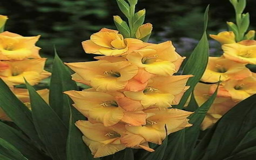 Yellow gladiolus wallpaper  from Chrome web store to be run with OffiDocs Chromium online