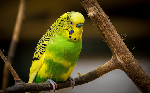 Yellow headed parrot  from Chrome web store to be run with OffiDocs Chromium online