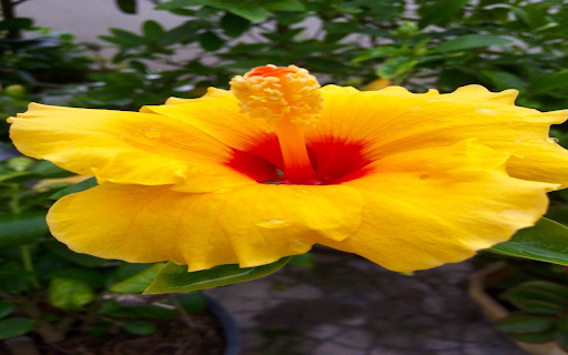 Yellow Hibiscus Wallpaper  from Chrome web store to be run with OffiDocs Chromium online