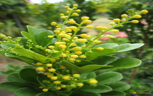 Yellow laurel flower wallpaper  from Chrome web store to be run with OffiDocs Chromium online