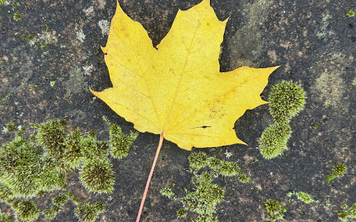 Yellow leaves and moss  from Chrome web store to be run with OffiDocs Chromium online
