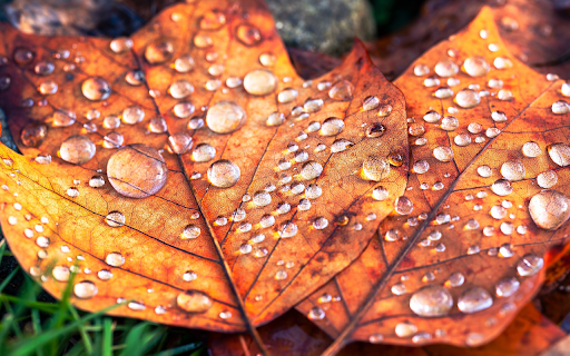 Yellow leaves and stagnant water  from Chrome web store to be run with OffiDocs Chromium online