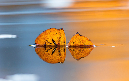Yellow leaves on the water from Chrome web store to be run with OffiDocs Chromium online Yellow leaves on the water from Chrome web store to be run with OffiDocs Chromium online