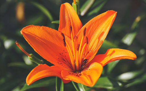 Yellow lilies  from Chrome web store to be run with OffiDocs Chromium online