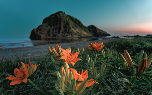 Yellow lilies on the sea  from Chrome web store to be run with OffiDocs Chromium online