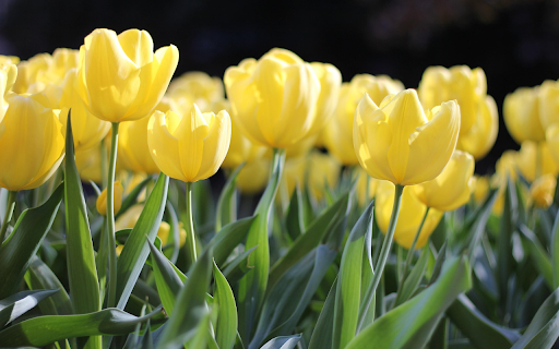 Yellow lily  from Chrome web store to be run with OffiDocs Chromium online