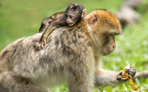 Yellow monkey mother  from Chrome web store to be run with OffiDocs Chromium online
