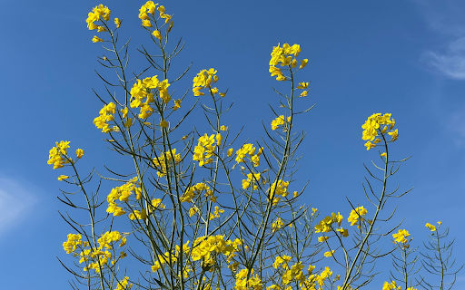 Yellow mustard flower branches  from Chrome web store to be run with OffiDocs Chromium online
