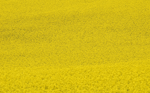 Yellow mustard flower garden  from Chrome web store to be run with OffiDocs Chromium online