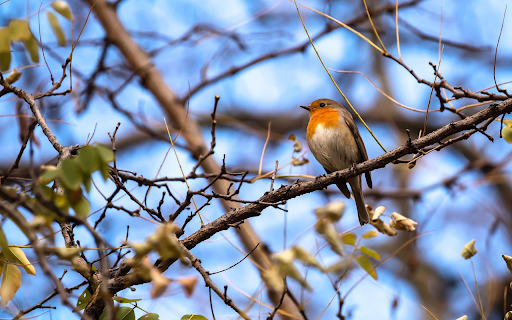 Yellow necked bird  from Chrome web store to be run with OffiDocs Chromium online